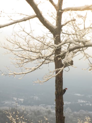 pileatedonthetree.jpg